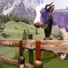 Purple cow