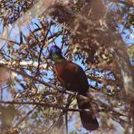 Purple Crested Lourie