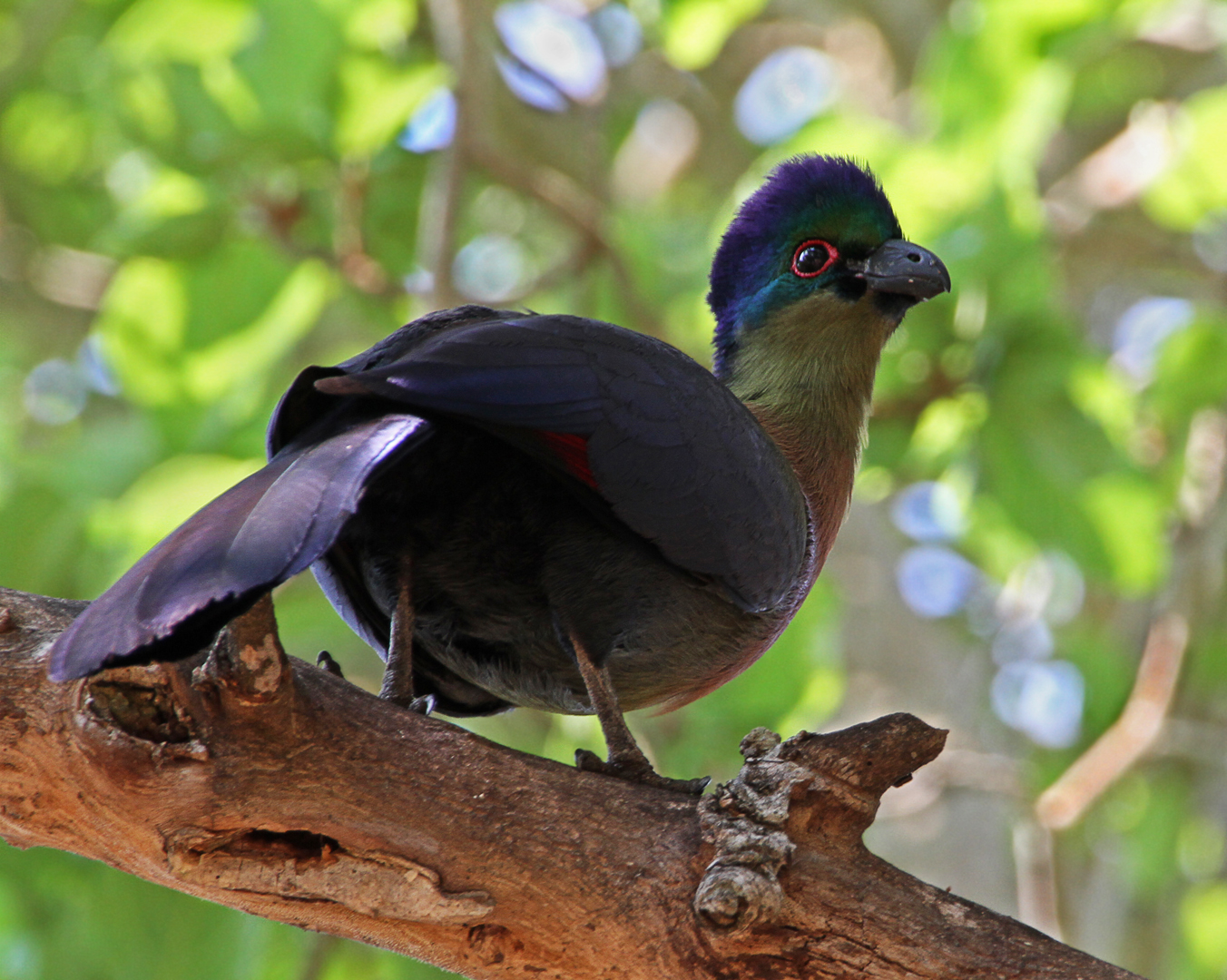 Purple-crested turaco in Kruger