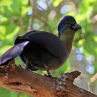 Purple-crested turaco in Kruger