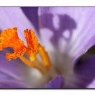 purple crocus