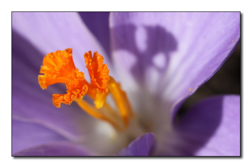 purple crocus