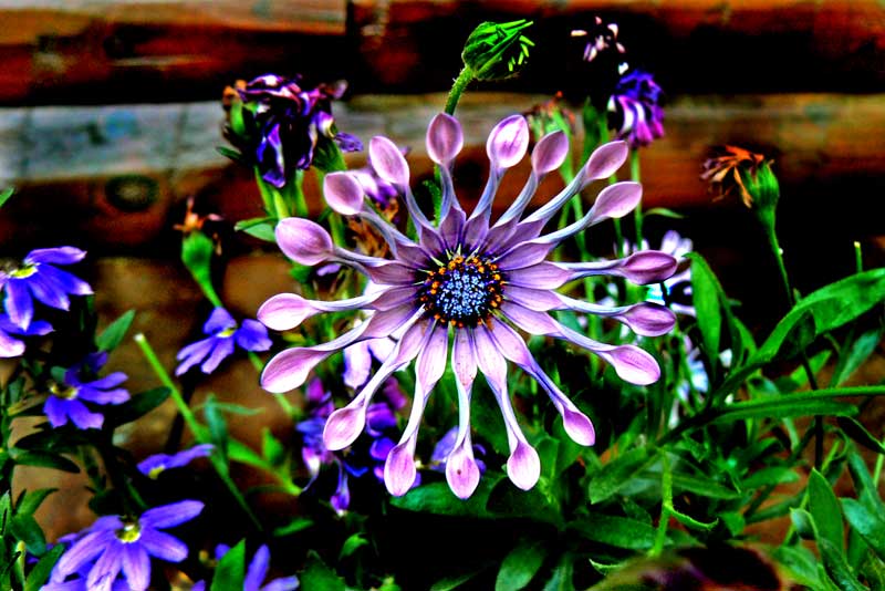 Purple Daisy