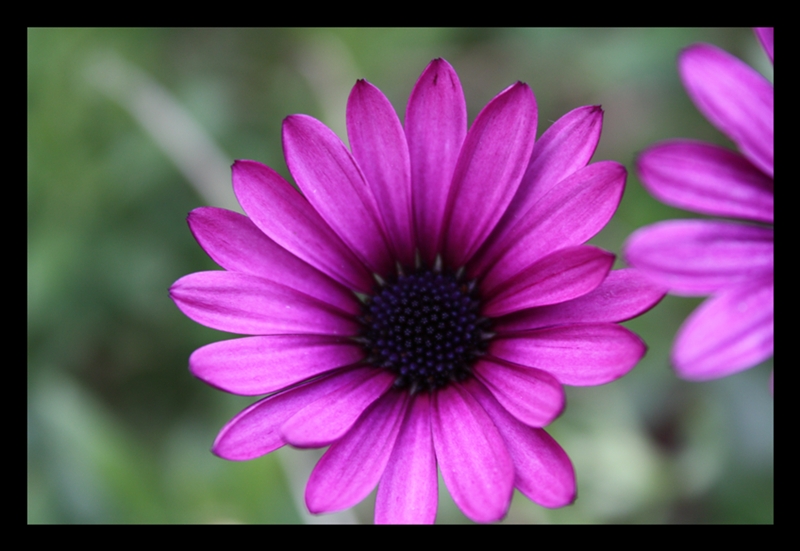 Purple daisy