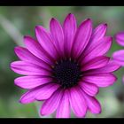 Purple daisy