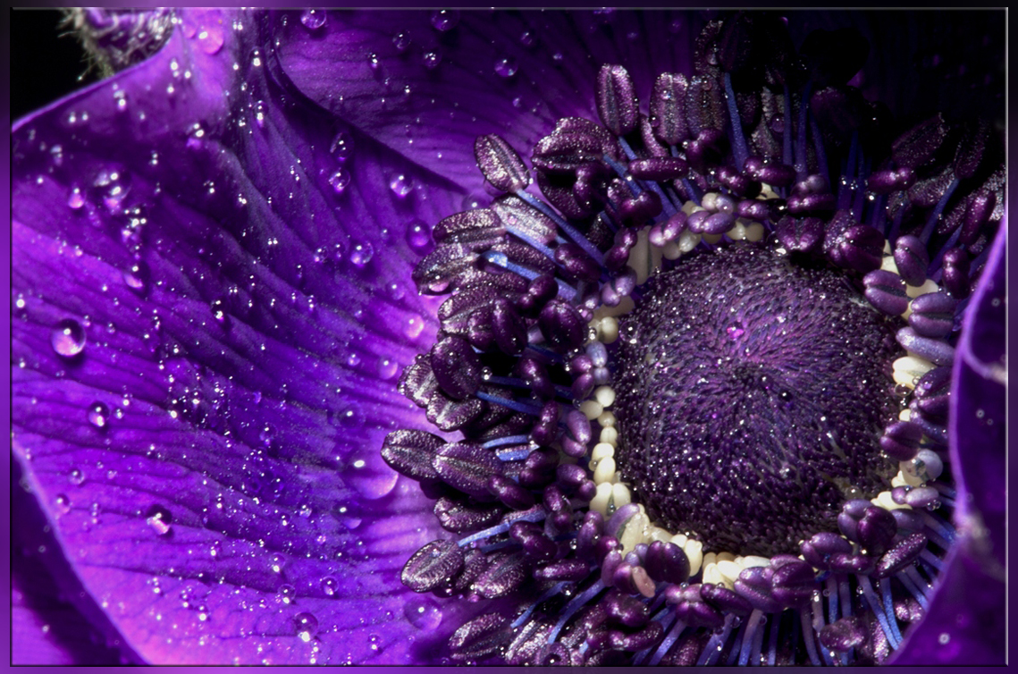 ~ purple dream ~