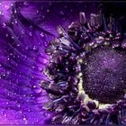~ purple dream ~
