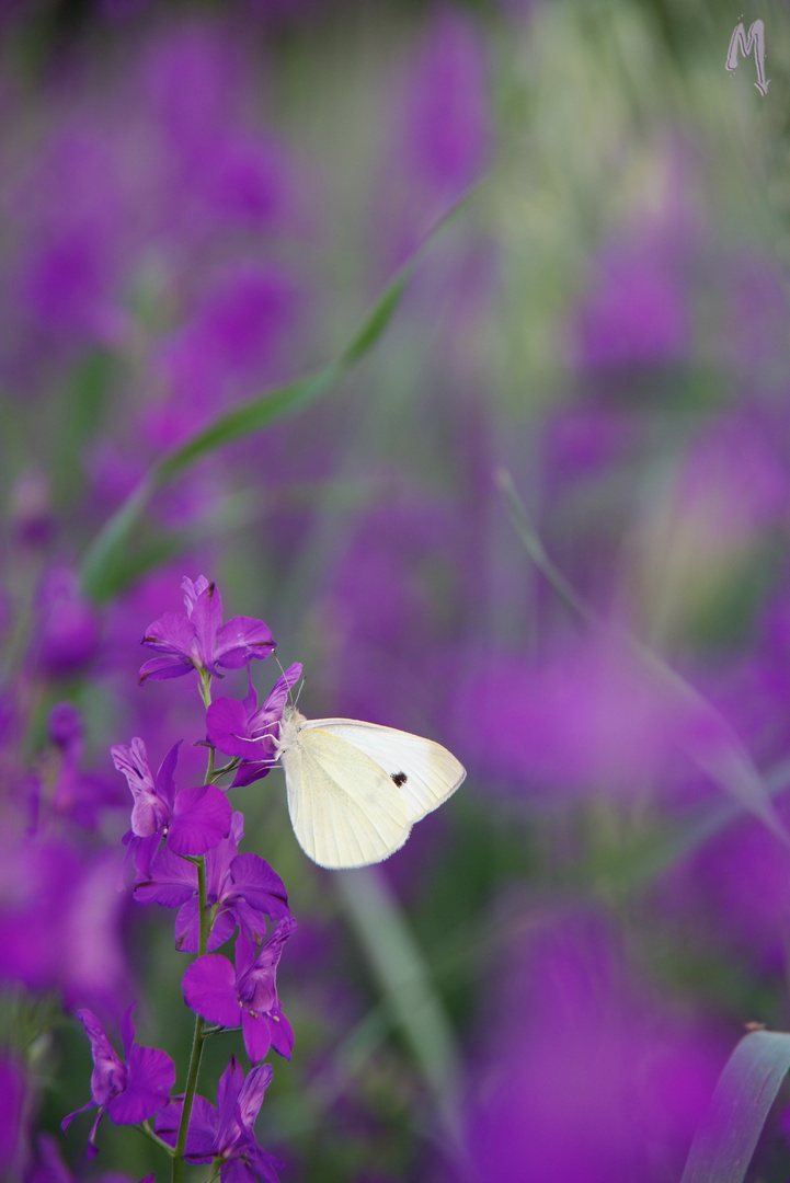 purple dreams