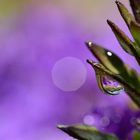 Purple drop