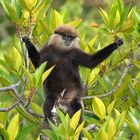 Purple-faced Langur (Trachypithecus vetulus vetulus)