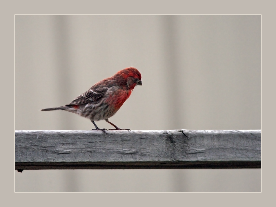 Purple Finch