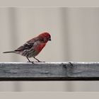 Purple Finch