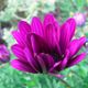 purple flower