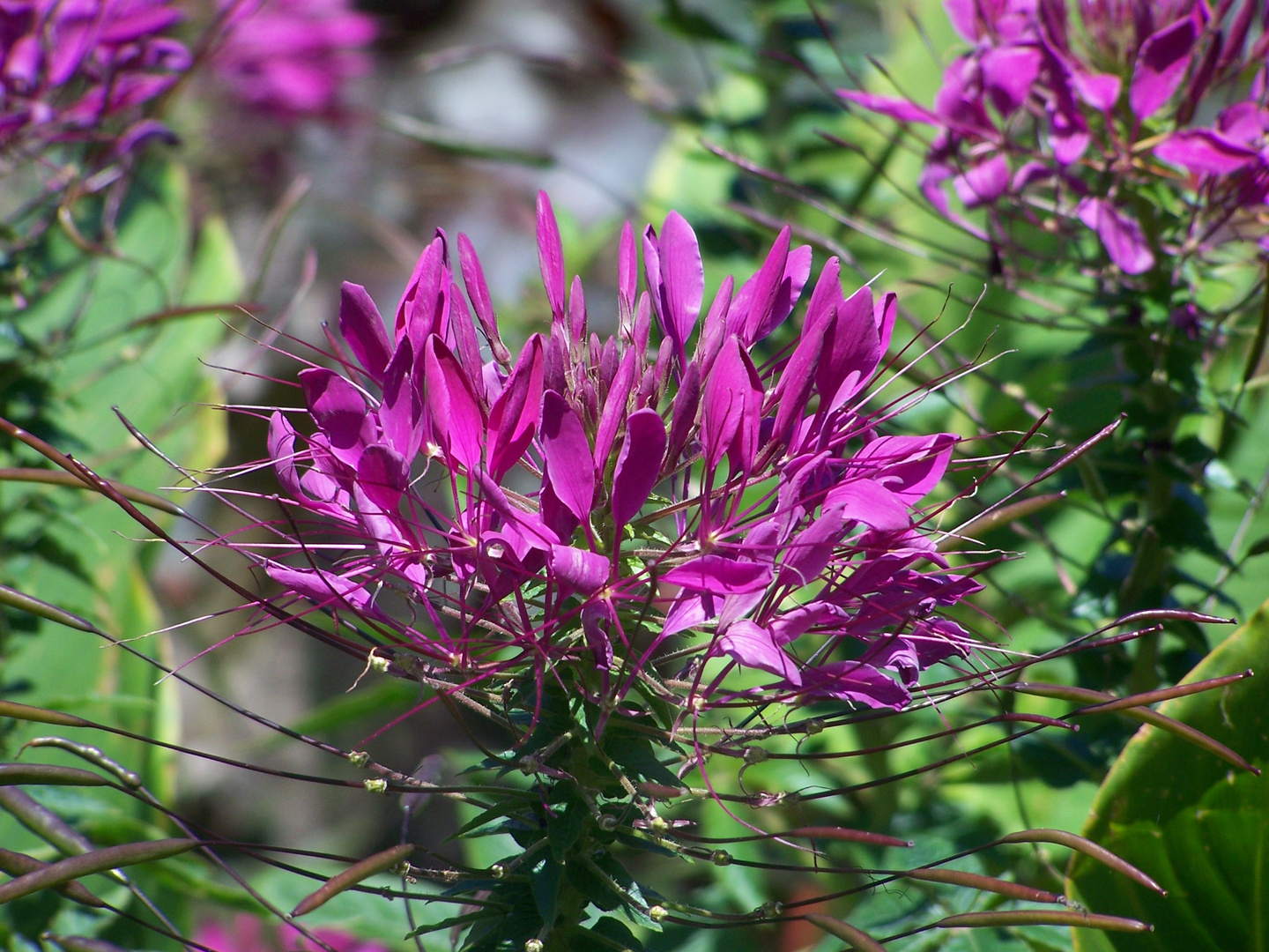 Purple Flower