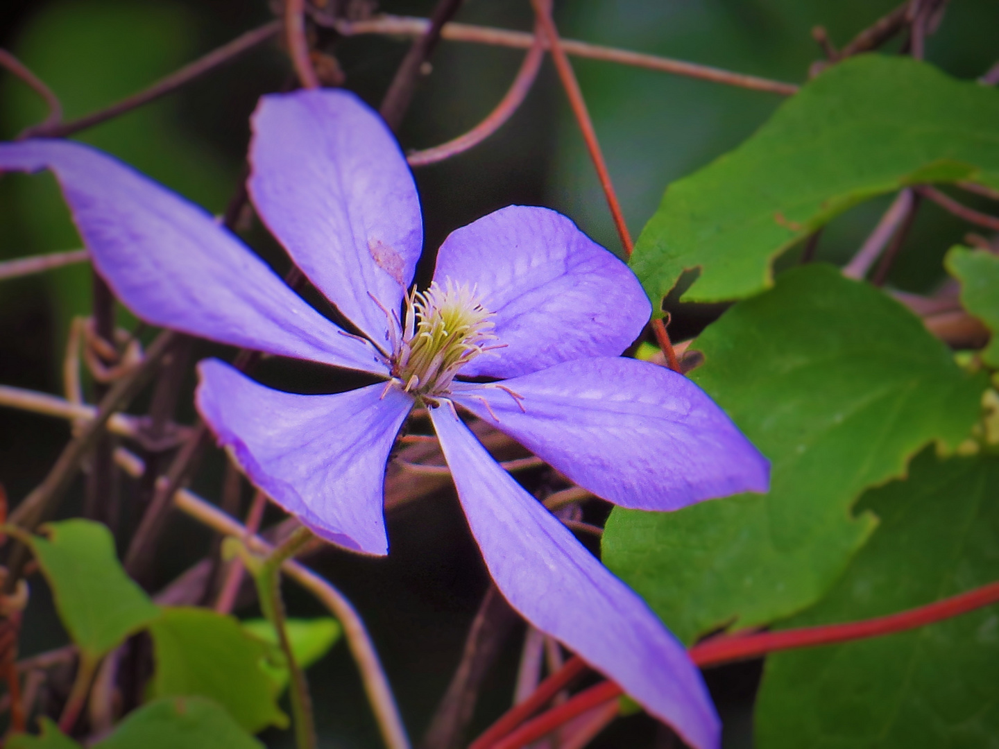 Purple Flower