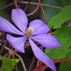 Purple Flower