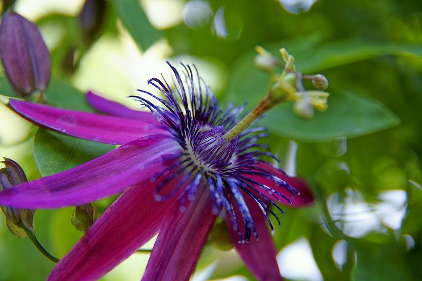 purple flower