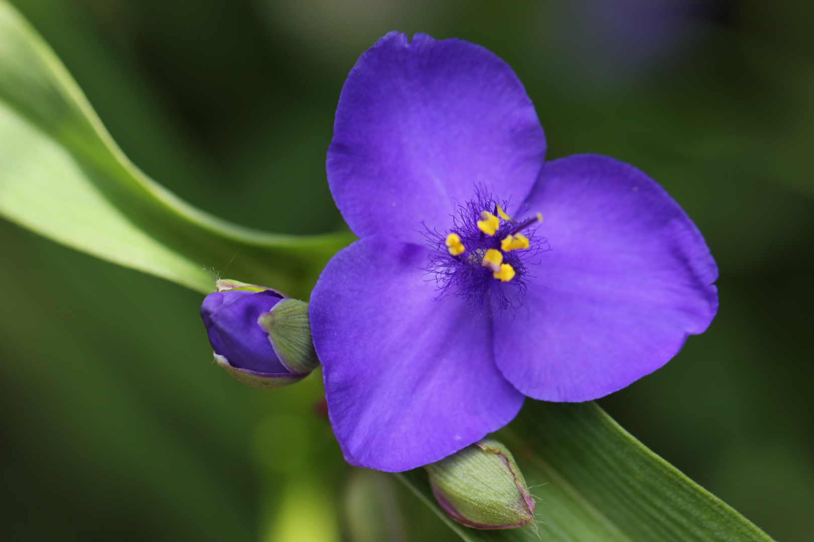 Purple Flower