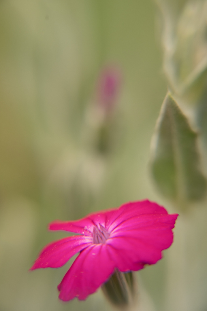 Purple flower 