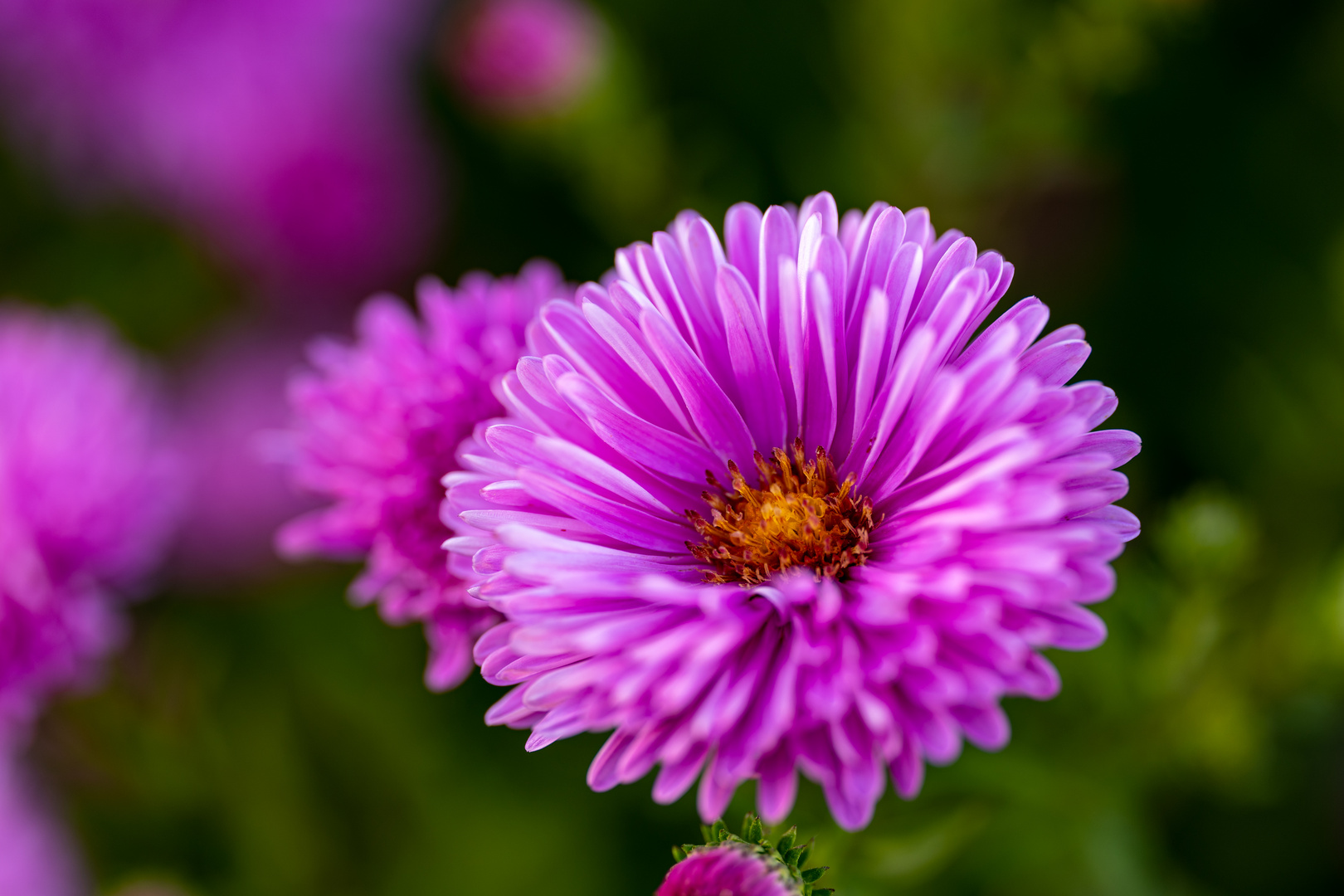 Purple flower