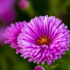 Purple flower