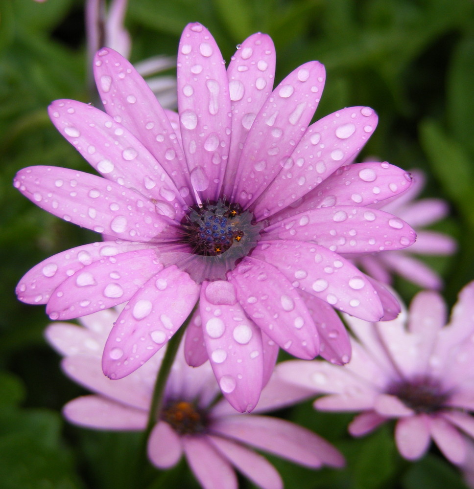 Purple Flower