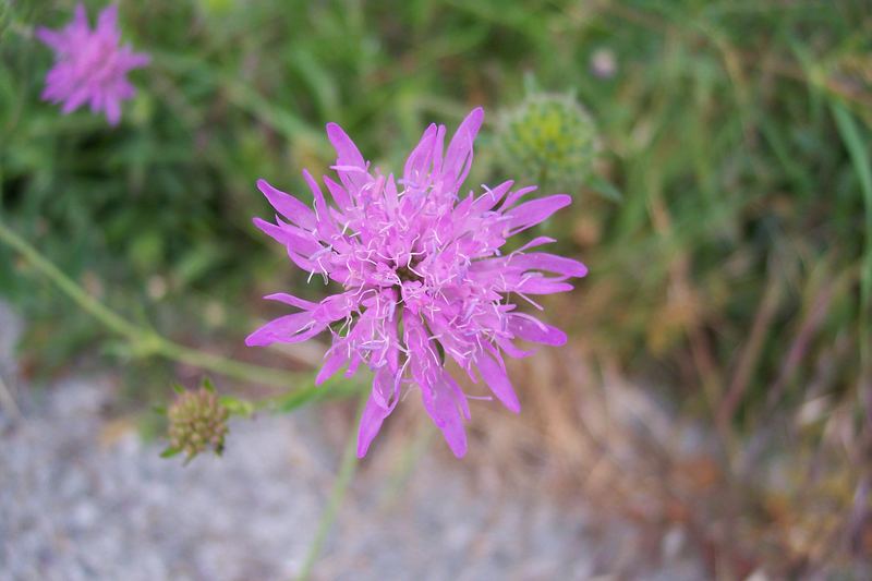 purple flower