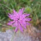 purple flower