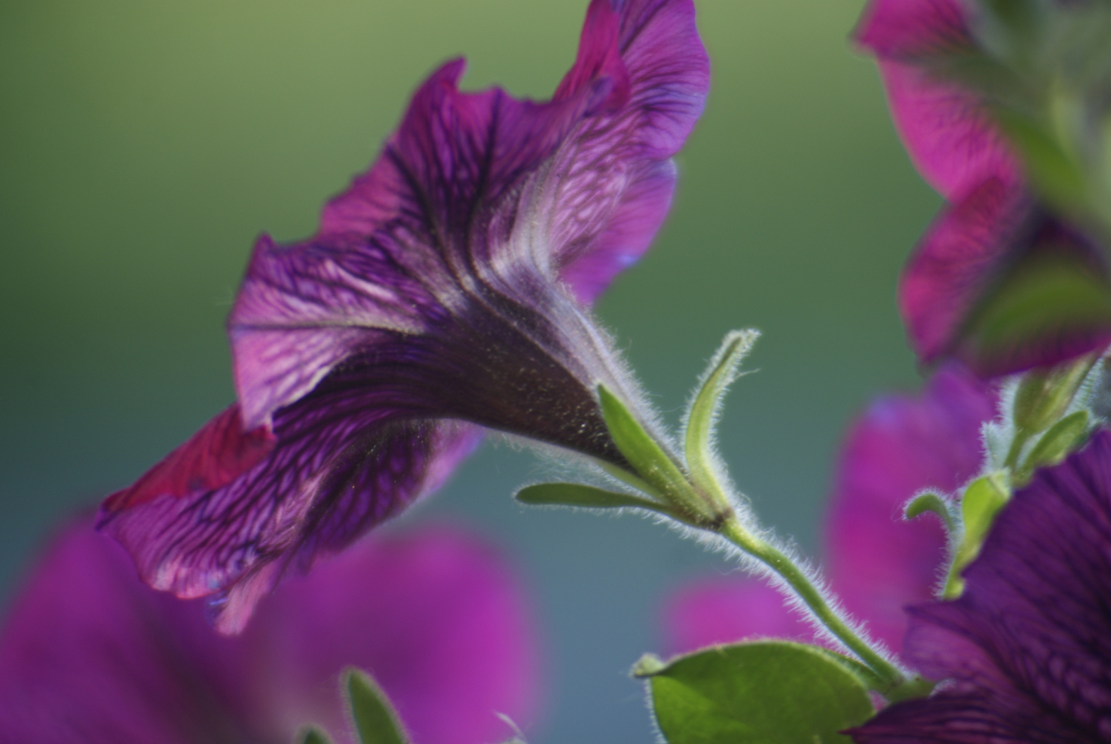 Purple Flower