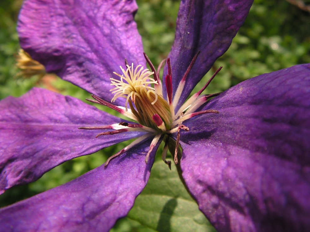 Purple flower