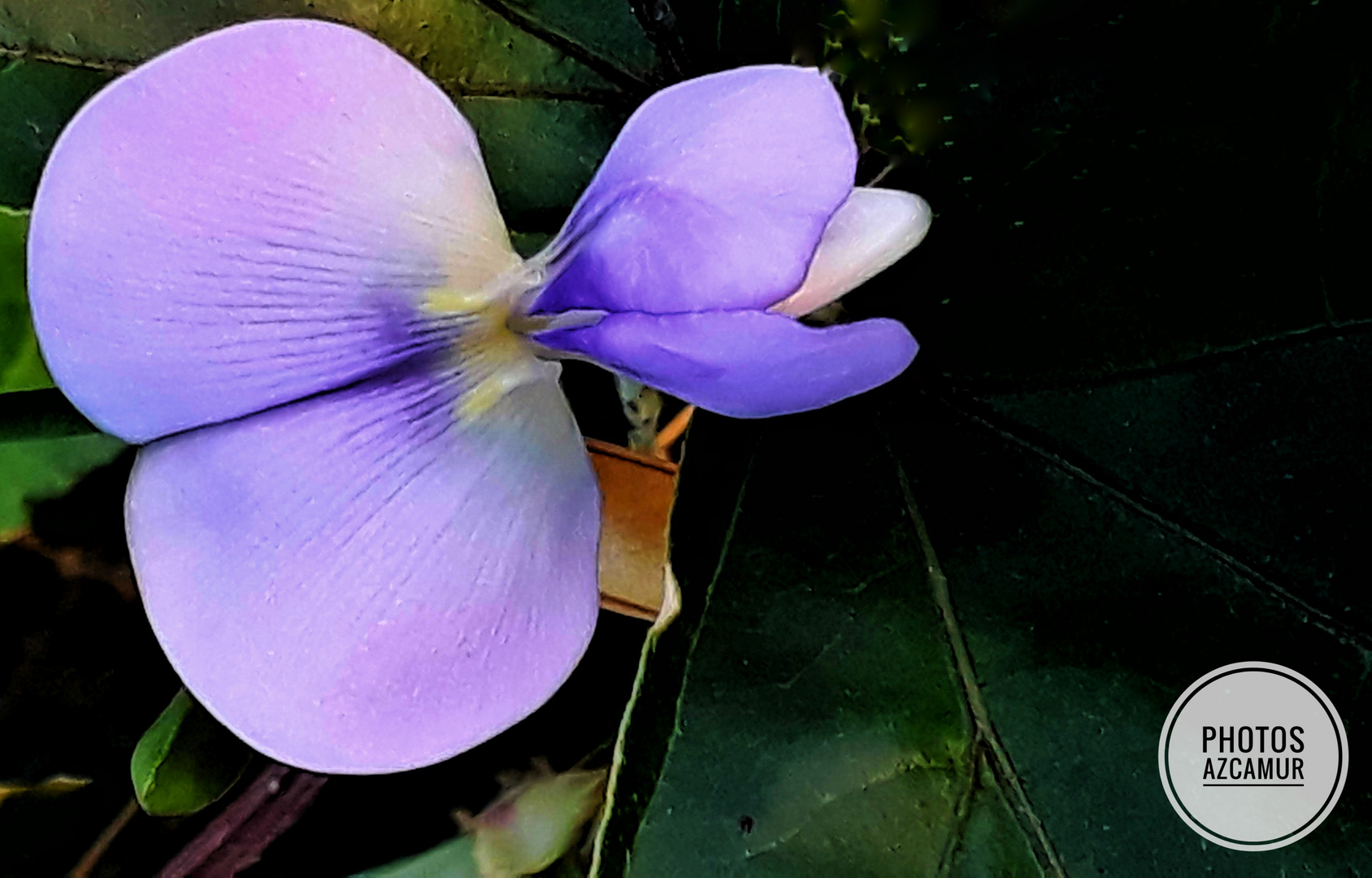 Purple flower 