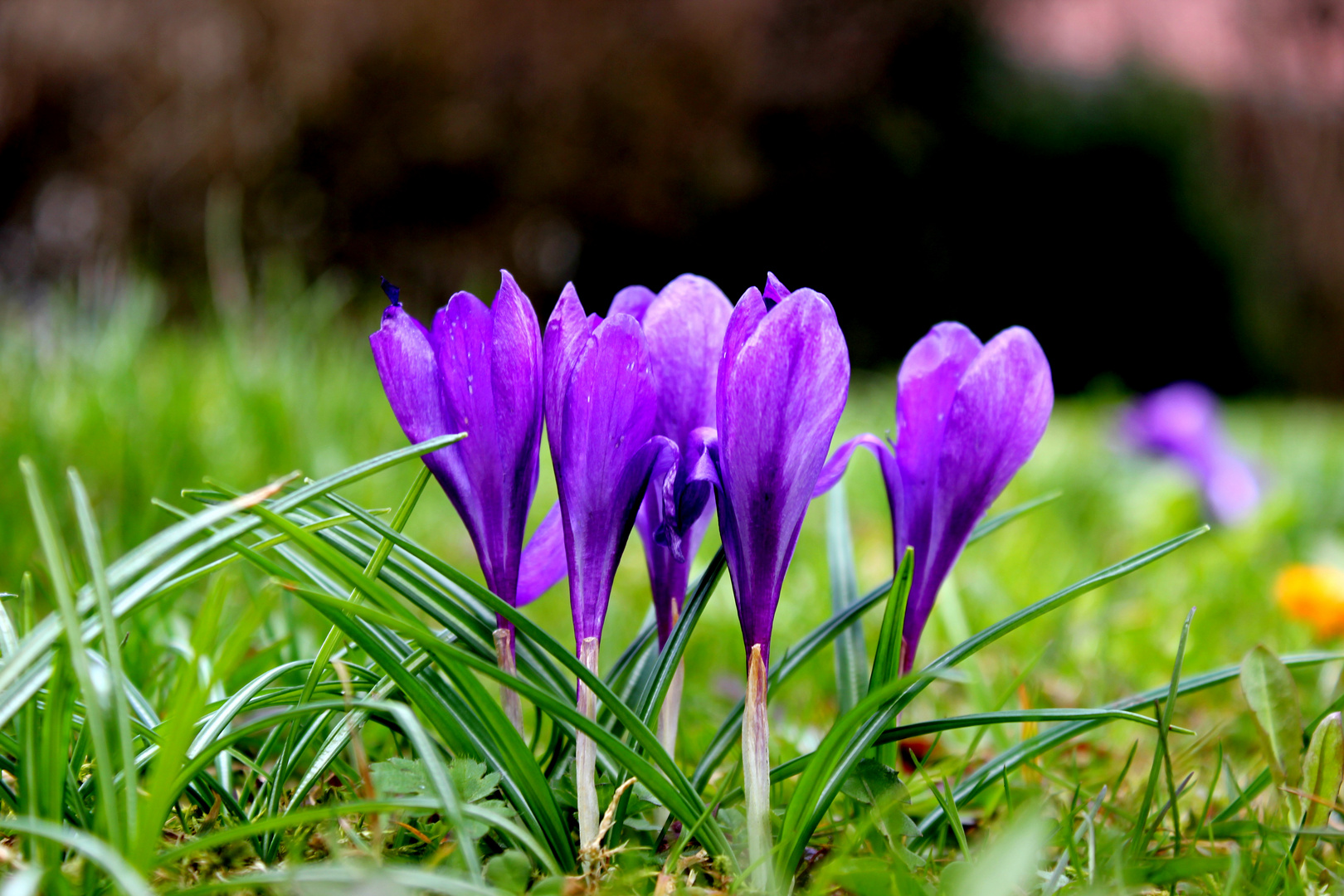 Purple Flower