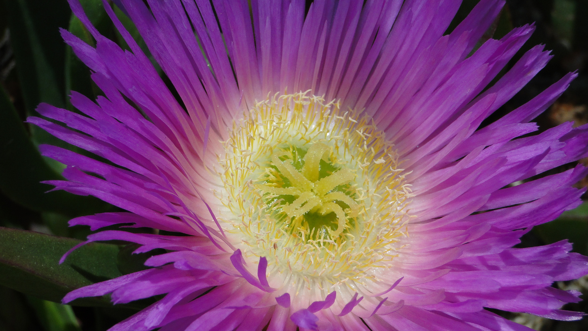 Purple Flower