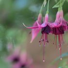 Purple Flower