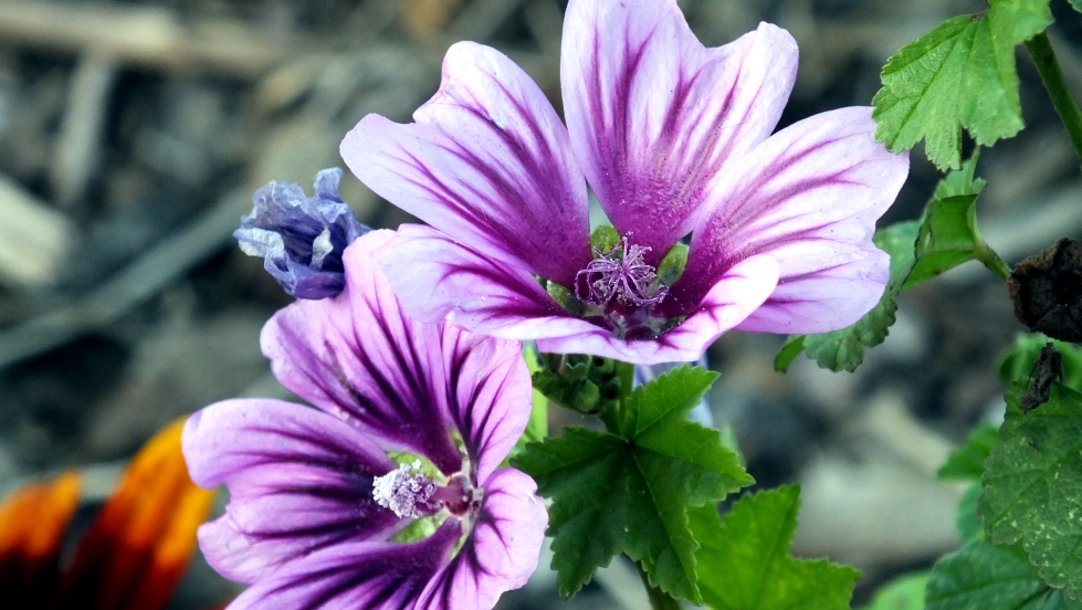 PURPLE FLOWER