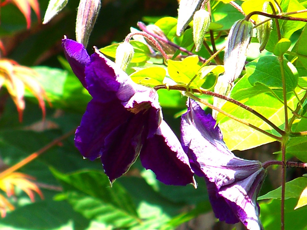 Purple Flower