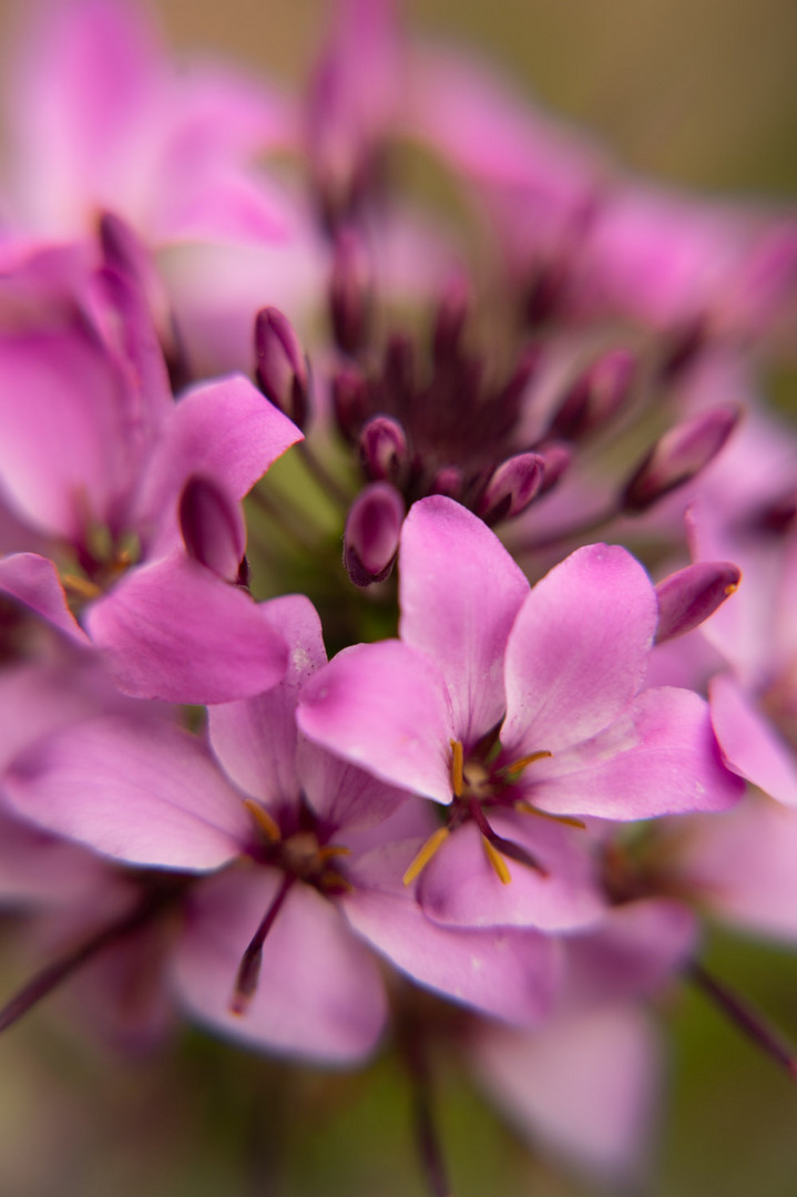 Purple flower