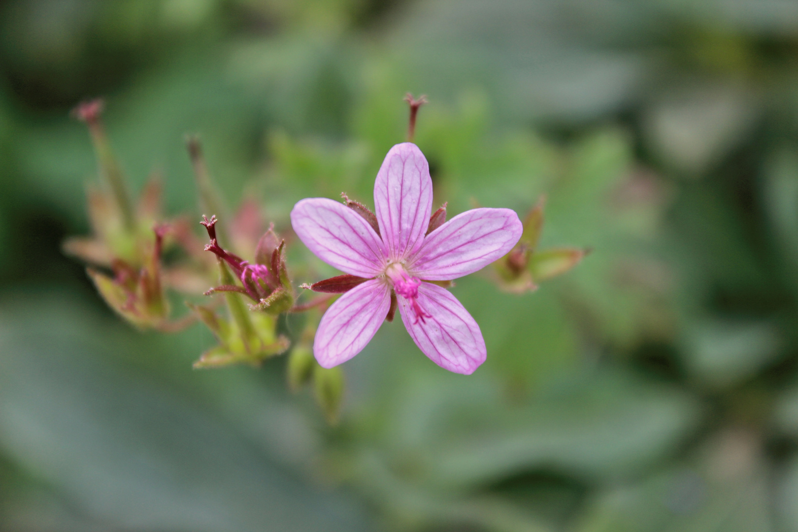 Purple Flower