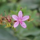 Purple Flower