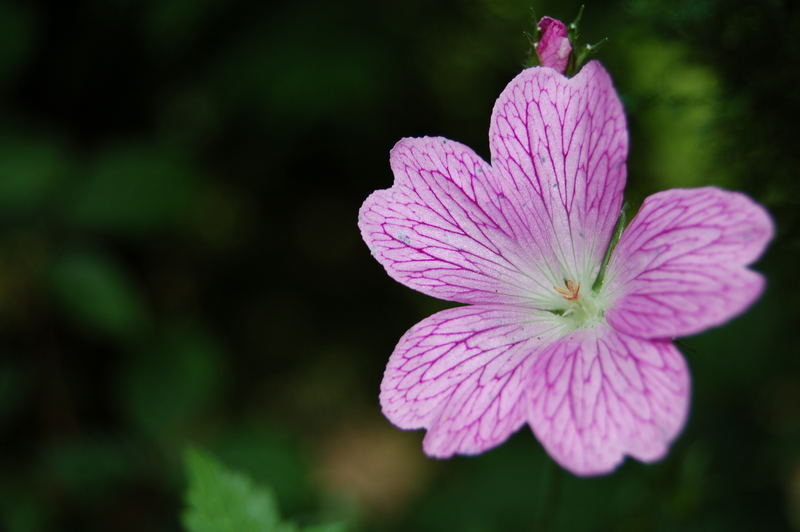 purple flower