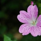 purple flower