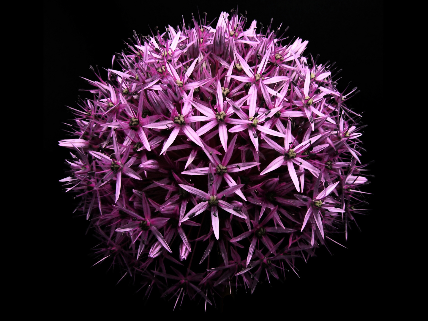 purple flower ball