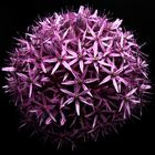 purple flower ball
