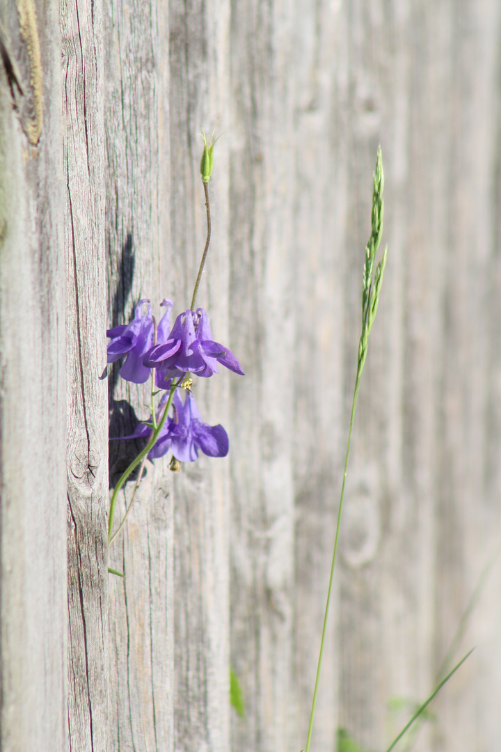 purple flower