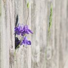 purple flower