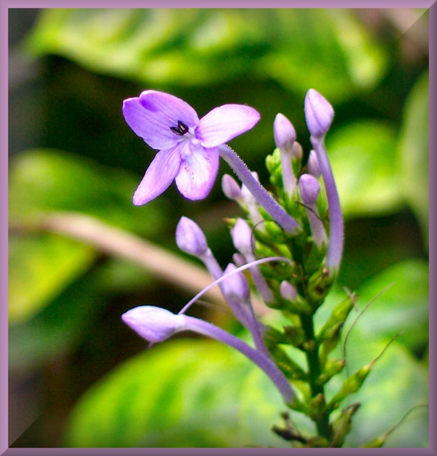 Purple Flower