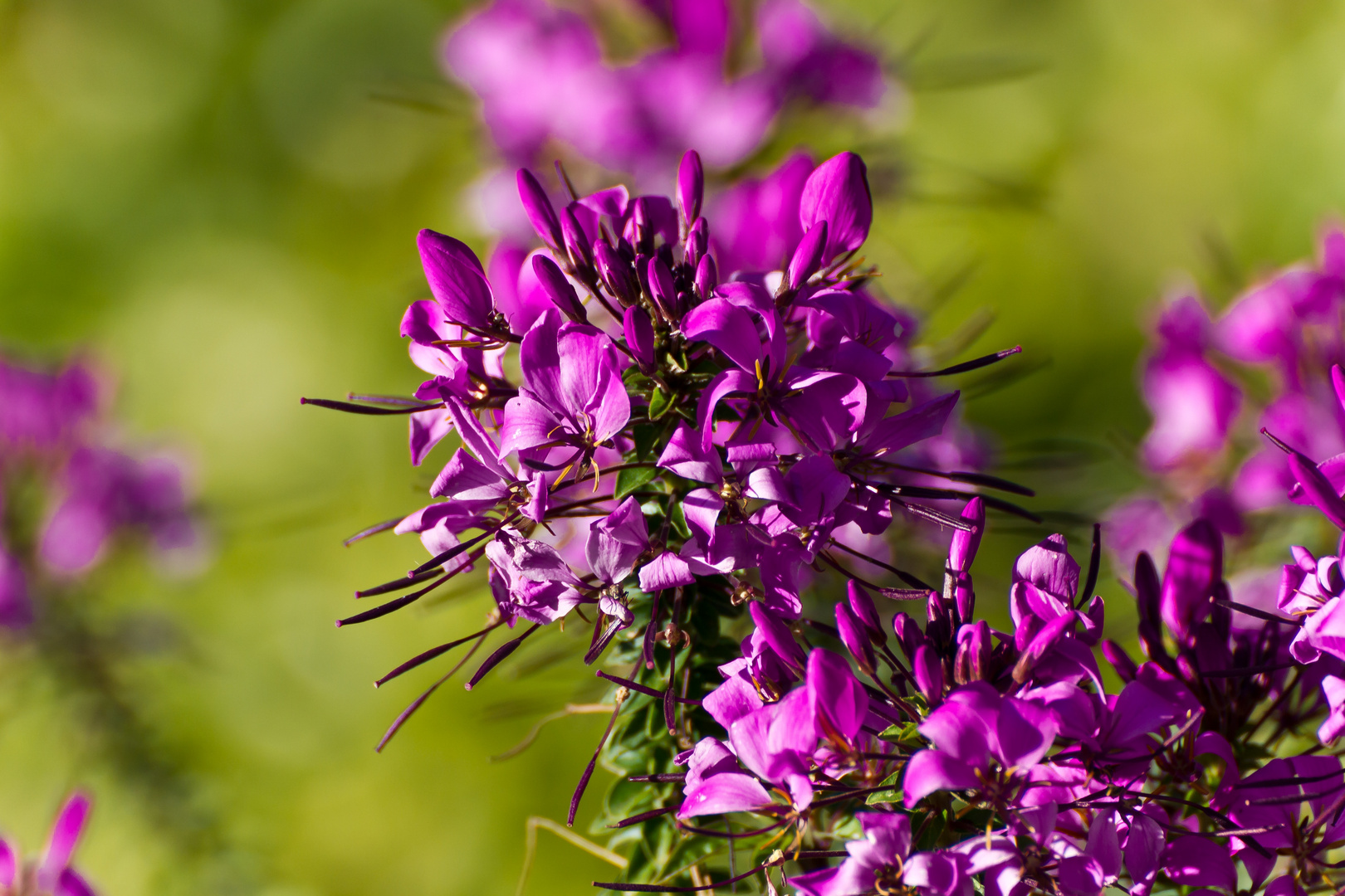 purple flower