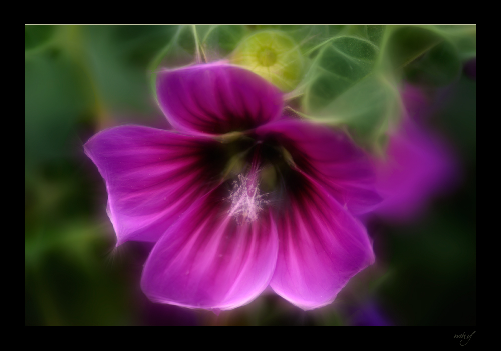 Purple Flower Dream