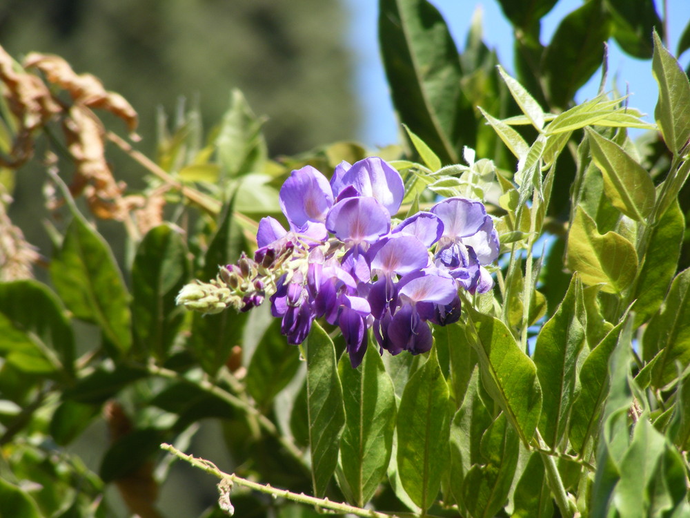 Purple flower in sunlight