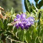Purple flower in sunlight